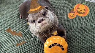 カワウソ コタロー　ハロウィンってこんな感じ？　Kotaro the Otter HAPPY HALLOWEEN