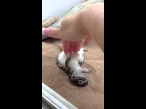 Mali uromastyx veut se faire masser le ventre !