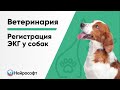 Регистрация ЭКГ у собак