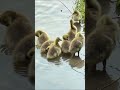 springtime is awesome #birds #nature #animals #wildlife #goose #birdsong #