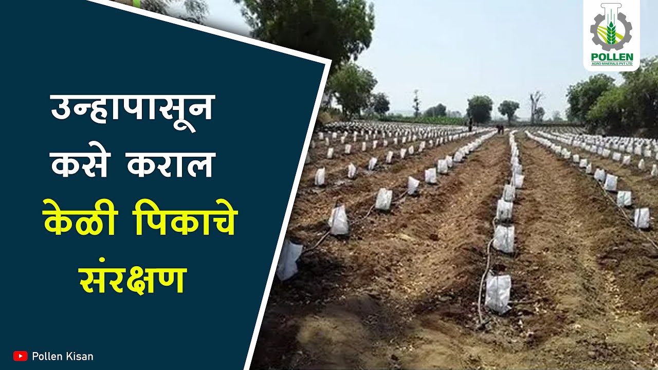 उन्हापासून कसे कराल केळी पिकाचे संरक्षण ? | Pollen Kisan