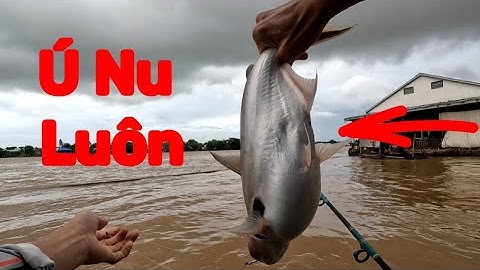 Câu Cá Vồ Đém Mùa Nước Nổi #6 || Đóng Hụt Mà Vẫn Dính Cá .