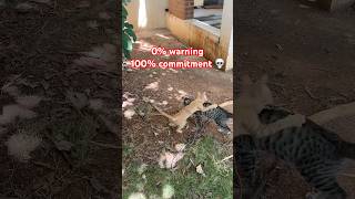 Orange Cat Attack Caught on Camera🙀. #shortsfeed #cat #attack #kitten #viral #funny #fighting #play