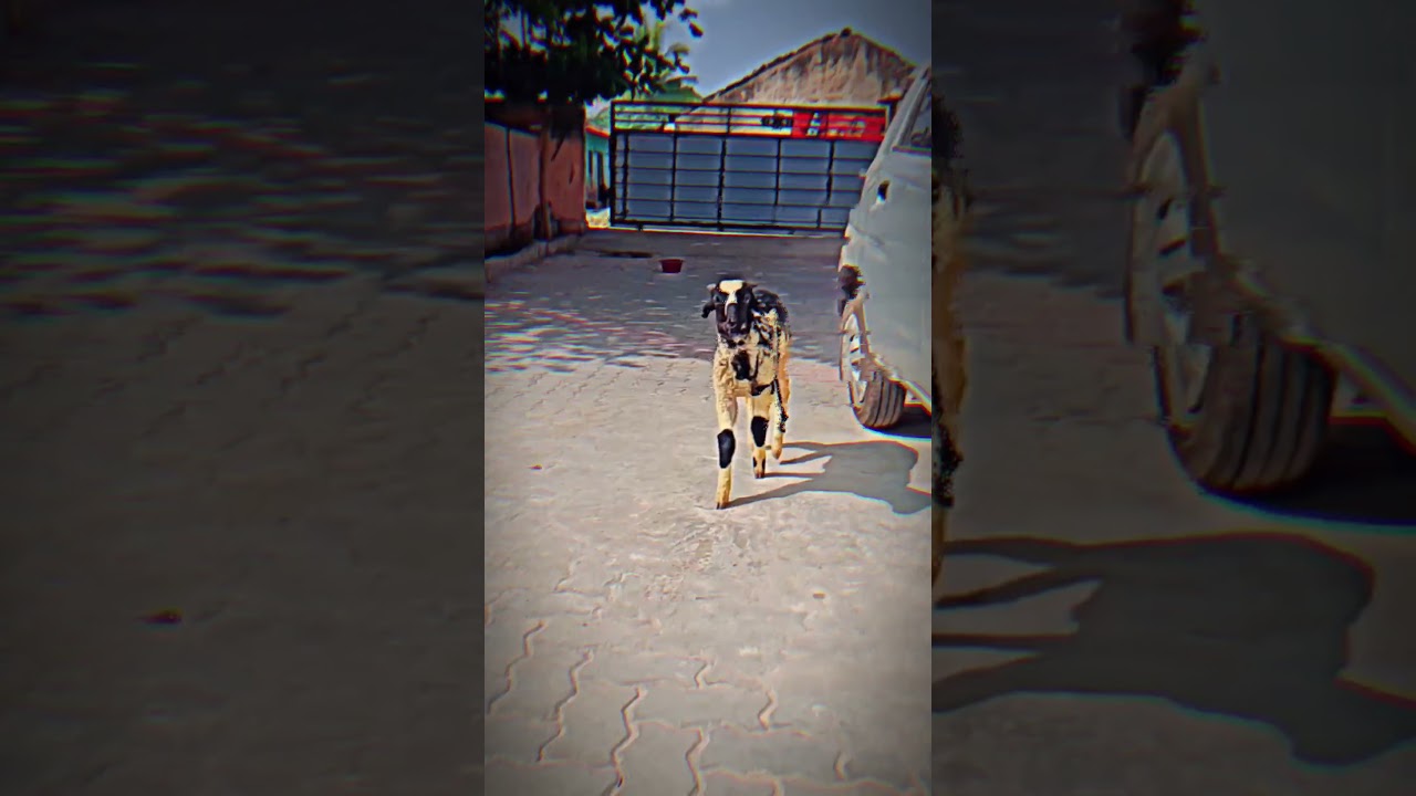 tagaru Palya jal mari... 🤙⚡ anjneya 