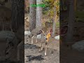 Natures wonder a herd of deer off sequoia national park #amazingwildlife