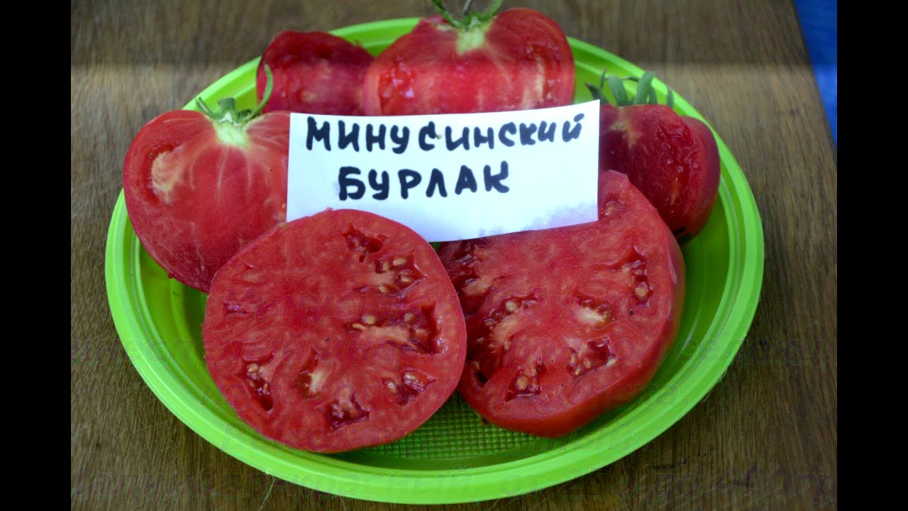 Каталог томатов на 2024 год. Томат Минусинский Урожайный. Томат индет.