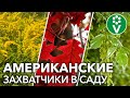 ВРЕДОНОСНЫ КАК БОРЩЕВИК И КОЛОРАДСКИЙ ЖУК! Эти растения атакуют наши сады