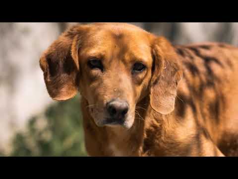 Bei Viki im Shelter – im April 2022 – Hunde in Not aus dem Tierschutz