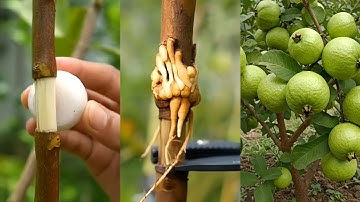 🌿#New #technique propagate #guava tree by air layering using union #juice🧅.  #propagate_guava_tree