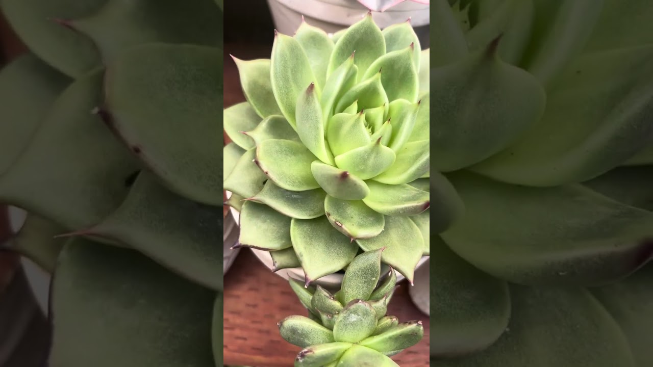 Echiveria side of the garden that’s shaded 🥰💛🩷 