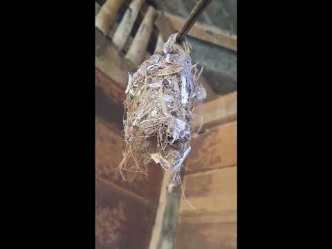 PUGAD NG IBON SA LOOB NG BAHAY