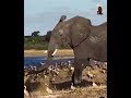 ELEPHANT 🐘