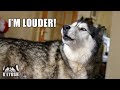 Husky Talks LOUDER to Win Argument With My Mum!