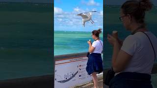 GAVIOTA ROBA HELADO A TURISTA 😄
