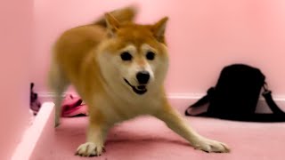 Shiba zoomies at 1% (gotta go fast!)