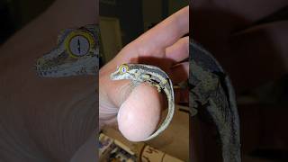 Baby gargoyle geckos are back! | Call/Text Frank 480-299-7657 ??