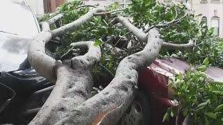 San Francisco crews receive over 200 calls for fallen trees during storm