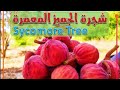 شجرة الجميز المعمرة  