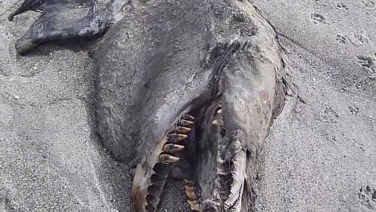 Чудовища Фото Реальные
