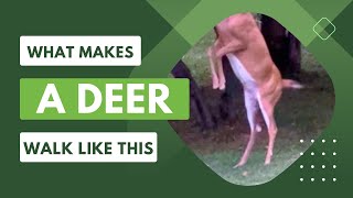 What makes a DEER walk like this?