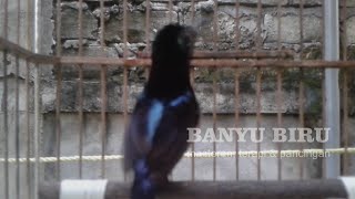 Download Lagu Suara KOLIBRI NINJA Gacor EMOSI, Memancing KONIN Respon dalam 2 Menit Saja MP3 Download Lagu Suara KOLIBRI NINJA Gacor EMOSI, Memancing KONIN Respon dalam 2 Menit Saja MP3