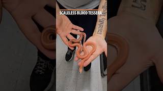 SCALELESS BLOOD TESSERA cornsnake