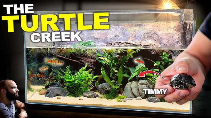 Baby Turtle Aquarium Setup Step By