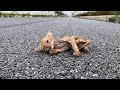 Stray kitten on the highway has a dangerous accident if it is not rescued in time