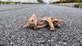 Stray kitten on the highway has a dangerous accident if it is not rescued in time!