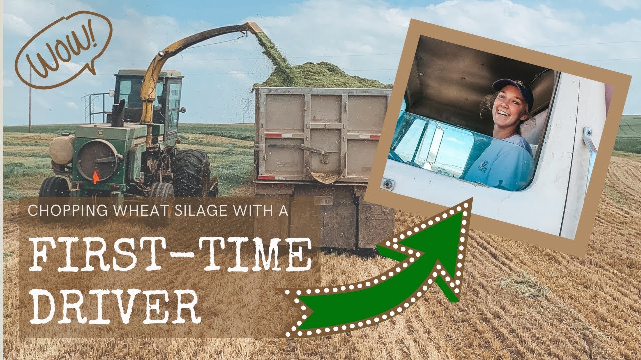 COLLEGE GIRL DRIVES SILAGE TRUCK (JD 5830 Chops Wheat)