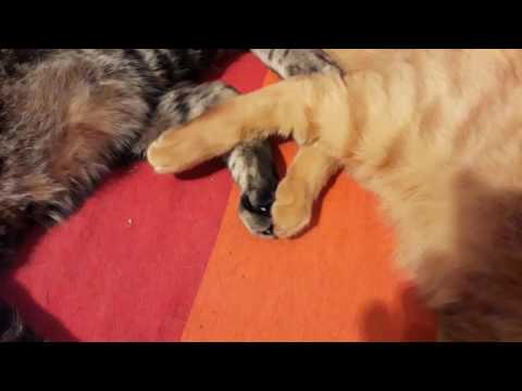 Love Cats Lugosi & Ruby Touching Feet