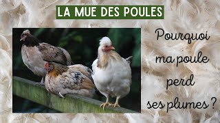 La Mue des Poules 🐔 Pourquoi ma poule perd ces plumes ? 🐓 Poules au Jardin