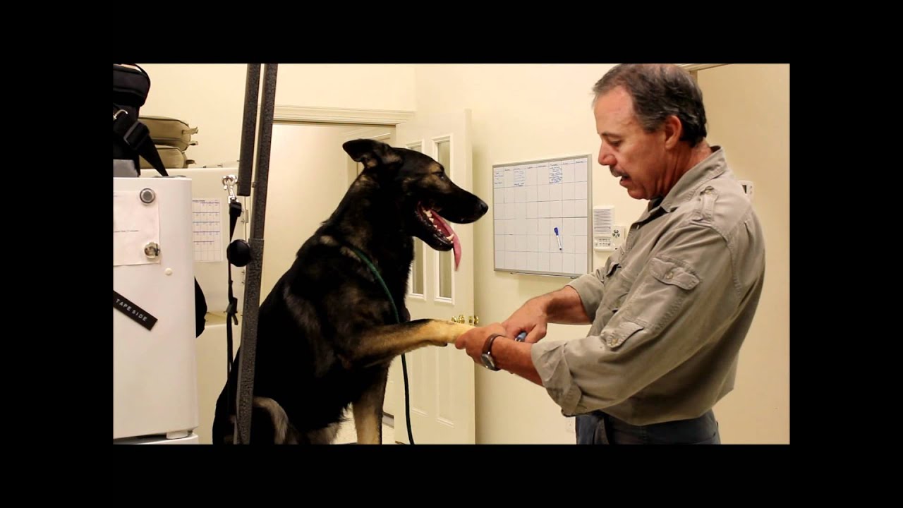 Creature Comfort Inn Training Video 1 Youtube