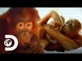 Heartbroken Orangutan Refuses To Eat After Separated From Her Friend | Meet The Orangutans