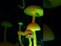 The Fungus Kingdom: Largest Living Organism Spans 3.7 Square KM