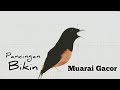 Pancingan murai batu bikin gacor burung lain