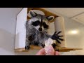 What happens when you give a raccoon an ice cube?