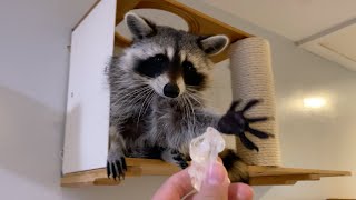 What happens when you give a raccoon an ice cube?