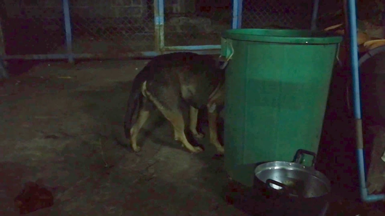 Zombie Dog eating YouTube