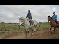 How this glorious grey became a Randox Grand National contender - Intense Raffles