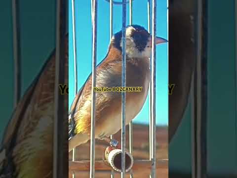 goldfinch songs #shorts