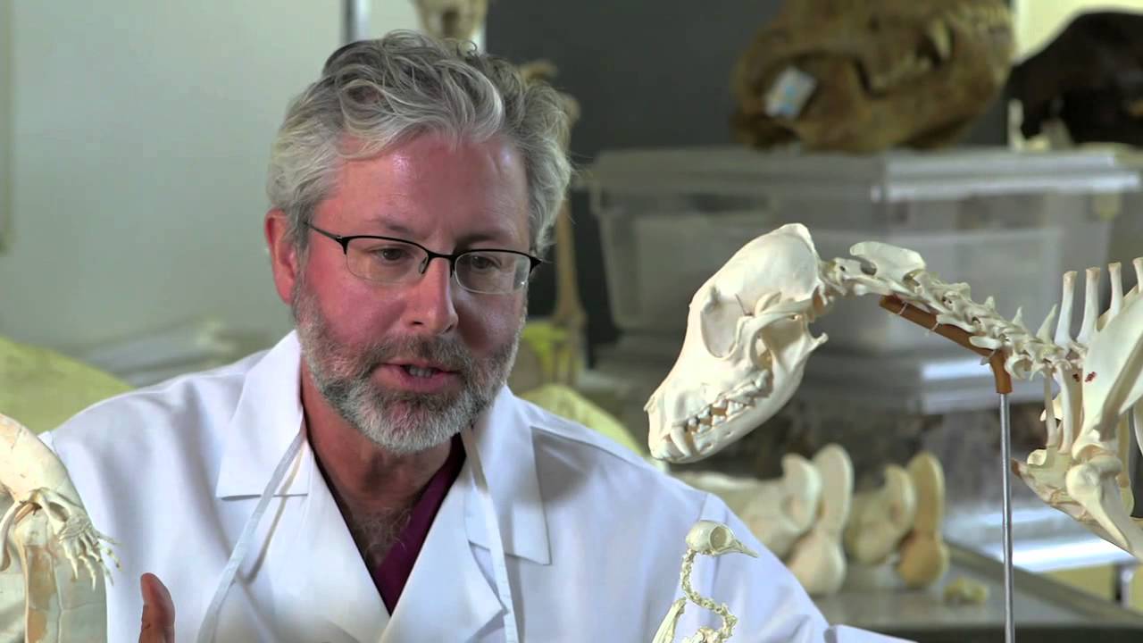 The Fossil History Of The Human Hand — Hhmi Biointeractive Video