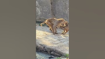 cute baby monkey cry 😭😂#trendingreels #viralshorts #shorts #funnyshorts