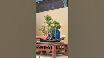 PSBA bonsai live auction 2021, Item 6: Trident Maple Forest