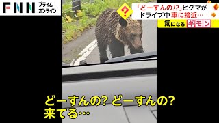 「どーすんの!?」知床峠でヒグマが車に接近　根室市では珍しい姿撮影 北海道(2023/07/18)