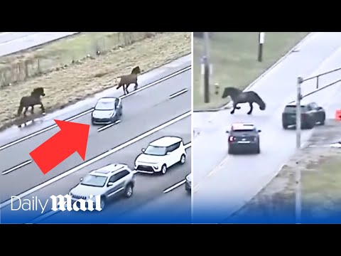 Mischievous police horses bring traffic to a standstill in Ohio's after escaping from their stables