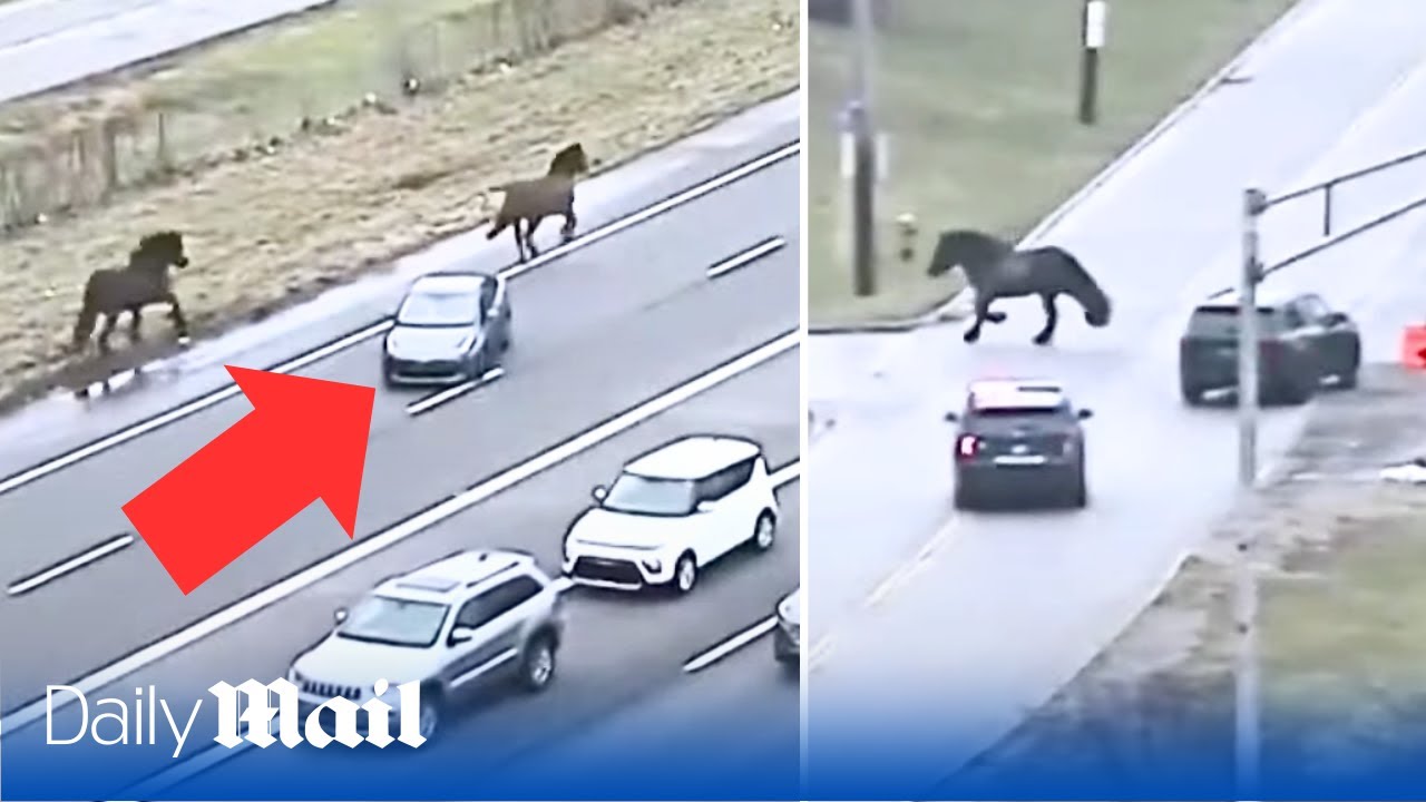 Mischievous police horses bring traffic to a standstill in Ohio after escaping from their stables