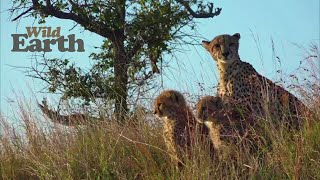 WildEarth - Sunrise Safari - 14 July 2020