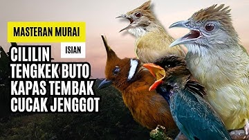Masteran Murai Isian Kapas Tembak, Cililin, Cucak Jenggot, Tengkek Buto