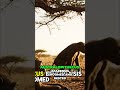Life Million Years Ago | Early Humans: Life of Australopithecus Afarensis Explained